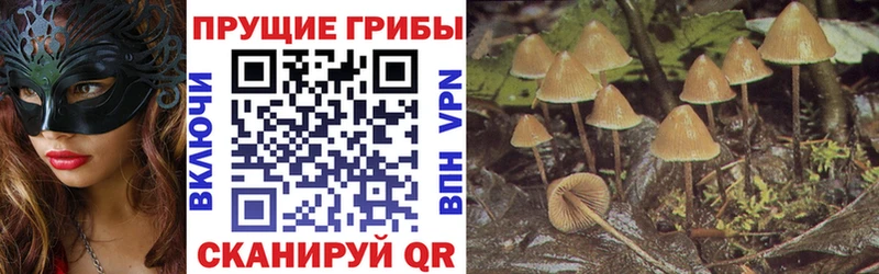 Псилоцибиновые грибы Psilocybe Суздаль